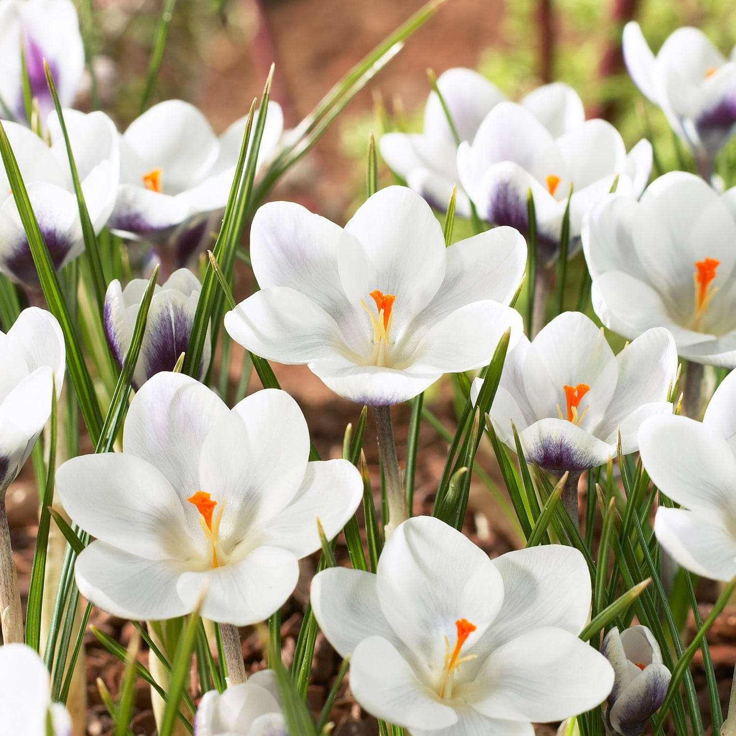 Krookus 'Prince Claus'